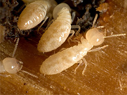 Diagnostic Termites